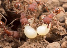 Image result for Pogonospermum subsessile