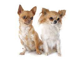 Find chihuahua puppies and breeders in your area and helpful chihuahua information. Chihuahua Hunde