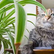 10 Houseplants That Are Safe For Pets Non Toxic African Violet Air Plants Ferns Maidenhair Boston And Bird S Nest Cat Plants Cat Safe Plants Houseplants