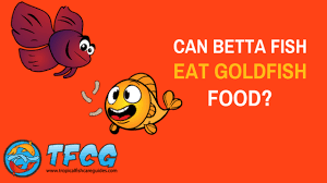 It might be erroneously presumed that since goldfishes and betas are both tropical fishes, they should be able to keeping a betta fish together with a guppie, especially the male ones can result in sparring to prove dominance. Can Betta Fish Eat Goldfish Food Tropical Fish Care Guides