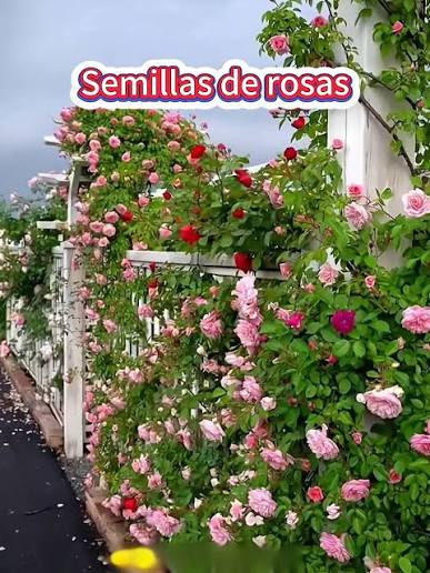 100 Semillas De Rosa Trepadora – Flores Hermosas Para ...