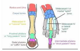 For example, the body part that is called a horses 'knee' is actually the carpal bones that correspond to the human wrist. Horses Leg Diagram Novocom Top