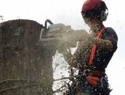Tree Surgeon Cork City, Pullin Trees - Our.ie