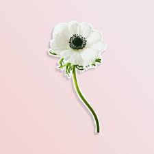 May is one of the most popular wedding months (11 percent of couples marry in may) for good reason—warmer weather and the feeling of rebirth and renewal that spring brings, which is so appropriate for a wedding. 15 In Season May Flowers For Your Spring Wedding