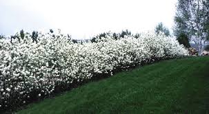 Regent Saskatoon Serviceberry Wyoming Plant Company Saskatoon Serviceberry Amelanchier Alnifolia Shade Shrubs