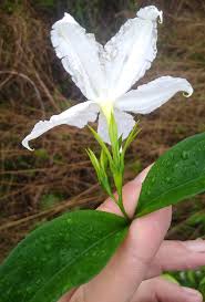 Image result for Heinsia