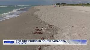 Red Tide Found In South Sarasota County