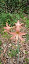 Image result for Hippeastrum sp. cultivars