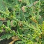 Image result for Phyllanthus maderaspatensis