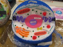 Model project of plant cell. 30 Trends For Prokaryotic Cell 3d Model Free Mockup