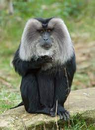 Macaque | Classification & Facts | Britannica