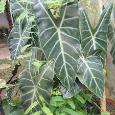 Pameran keladi ada tips merawat. 10 Jenis Tanaman Keladi Hias Dan Cara Merawatnya