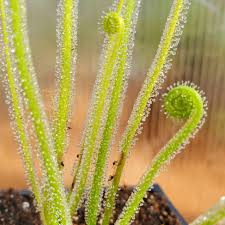 Image result for Drosera