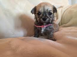 Join millions of people using oodle to find puppies for adoption, dog and puppy listings, and other pets adoption. Shih Tzu Daschund Mix Puppies For Sale In Springfield Oregon Classified Americanlisted Com