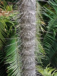 Image result for Aiphanes horrida