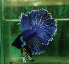 Dark Blue Feathertail Betta Siamese Fighting Fish Betta Fish