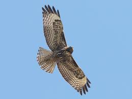 Find over 100+ of the best free red tailed hawk images. Red Tailed Hawk Ebird