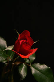 See more ideas about aesthetic desktop wallpaper, desktop wallpaper, laptop wallpaper. Red Black Rose Pictures Download Free Images On Unsplash