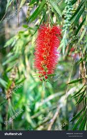 Image result for Melaleuca leucadendron