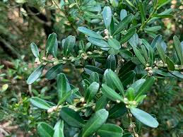 Image result for Buxus nyasica