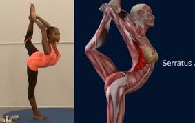 Headstand pose improves the posture of the spine and strengthens the back muscles. Yoga Poses How To Lord Of The Dance Pose Natarajasana Yoga Pose Muscle Anatomy Routine Easyflexibility About Yoga Blog Home Of Yoga The Zen Way Of Teaching Yoga Online