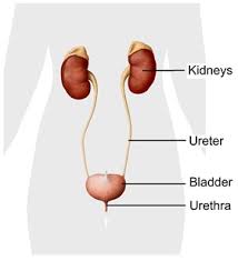 But most utis are not serious. Urinary Tract Infection Causes Symptoms Treatment Southern Cross Nz