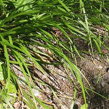 Image result for Oxyrhachis gracillima