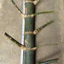 Pring petuk sendiri dibagi menjadi 4 jenis. Balasan Dari Keilmuan Gaib Kaskus