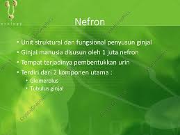 Download jurnal sistem urinaria for free. Anatomi Fisiologi Sistem Perkemihan Ppt Download