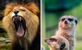 We did not find results for: Belfast Zoo What You Need To Know If Visiting In 2021