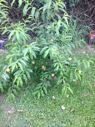 See more ideas about fruit trees, fruit, tree. 5 Unusual Fruit Trees To Grow In Your Backyard Everywhere
