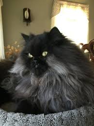 Vader Smoke Black Persian Cats Cute Cats Persian Cat