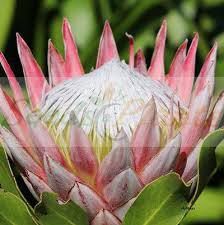 Image result for Ipomoea protea