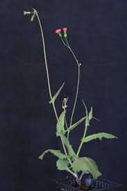 Image result for Emilia coccinea