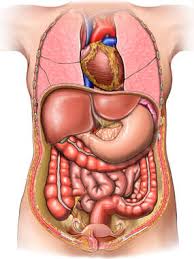 Gross anatomy the thoracic esophagus enters into the abdomen through the esophageal hiatus of the about 1 year after infection of the female worm induces a. Female Anatomy Abdomen Anatomy Drawing Diagram