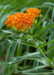 Best Flowers For Butterflies Flowers For Butterflies Amazing Flowers Flower Planters
