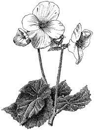 I Begonia Tuberhybrida I Begonia Tuberous Begonia Tattoos