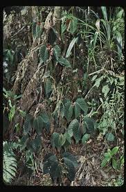 Image result for Begonia poculifera