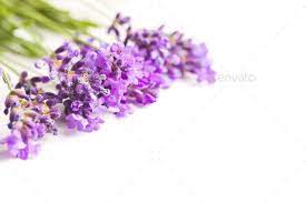 The Lavender Flowers Lavender Flowers Flowers Lavender