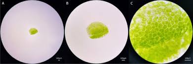 Image result for Wolffia arrhiza