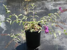 Image result for Buddleja davidii