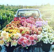 We did not find results for: My Happiness Includes A Pickup Truck And Lots Of Flowers Plants Beautiful Flowers Love Flowers