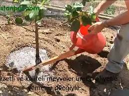 Kiraz yetiştiriciliği, kiraz nasıl yetişir i̇klim i̇stekleri: Fidan Nasil Dikilir Dailymotion Video