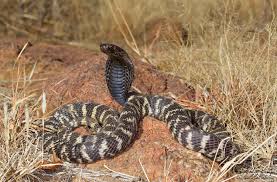 Zebra Cobra (Naja nigricincta nigricincta)