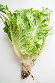 What is the best way to keep lettuce fresh? How To Store Lettuce To Last For A Month Brooklyn Farm Girl