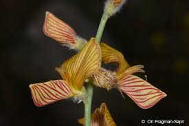 Image result for Crotalaria onobrychis