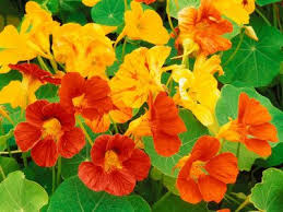 Edible Flower Nasturtium Capucine Tropaeolum Majus 10 Professional Seeds Ebay Plants Nasturtium Beautiful Flowers
