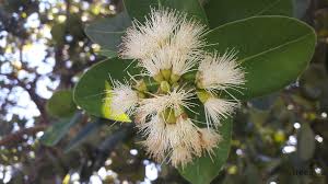Image result for Syzygium cordatum