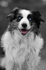 Black And White Sheepdog Blue Merle Border Collie In Black And White With A Few Coloured Details Collie Border Collie Border Collie Puppies