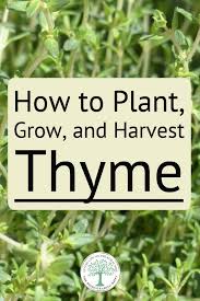 Check spelling or type a new query. How To Plant Grow And Harvest Thyme The Homesteading Hippy